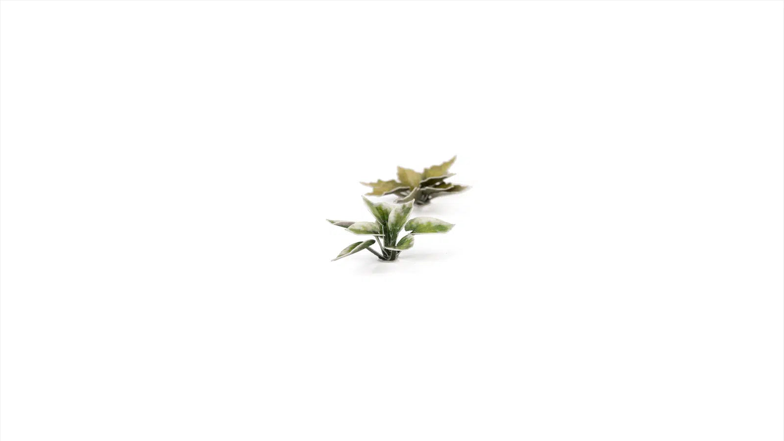 Gamers Grass Plaintain Lily