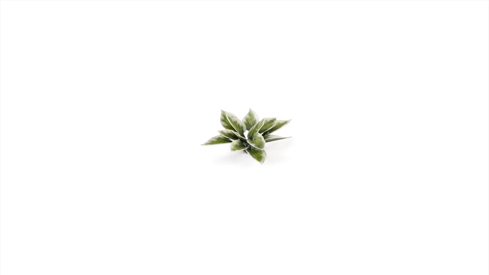 Gamers Grass Plaintain Lily