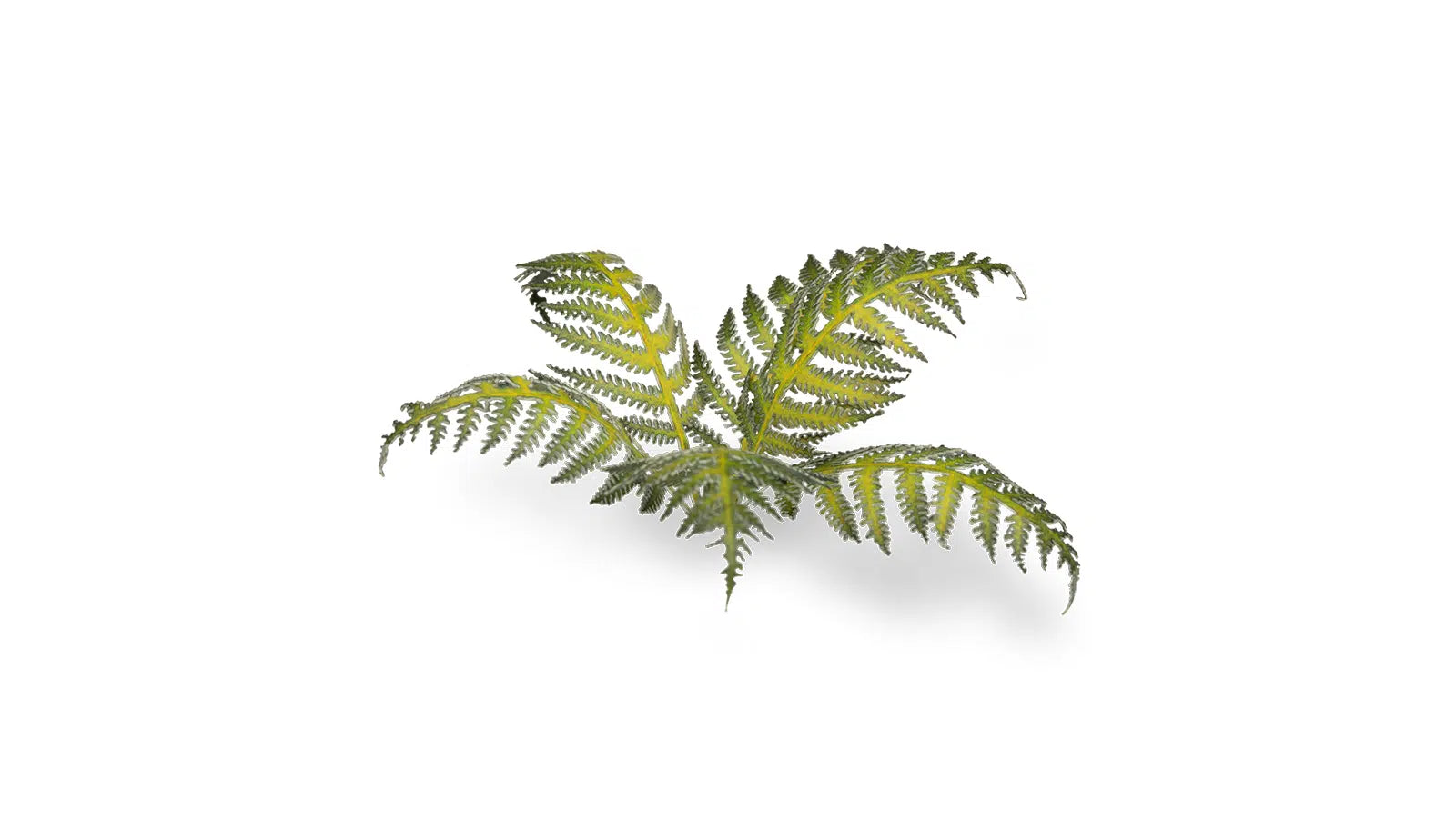 Gamers Grass Bracken