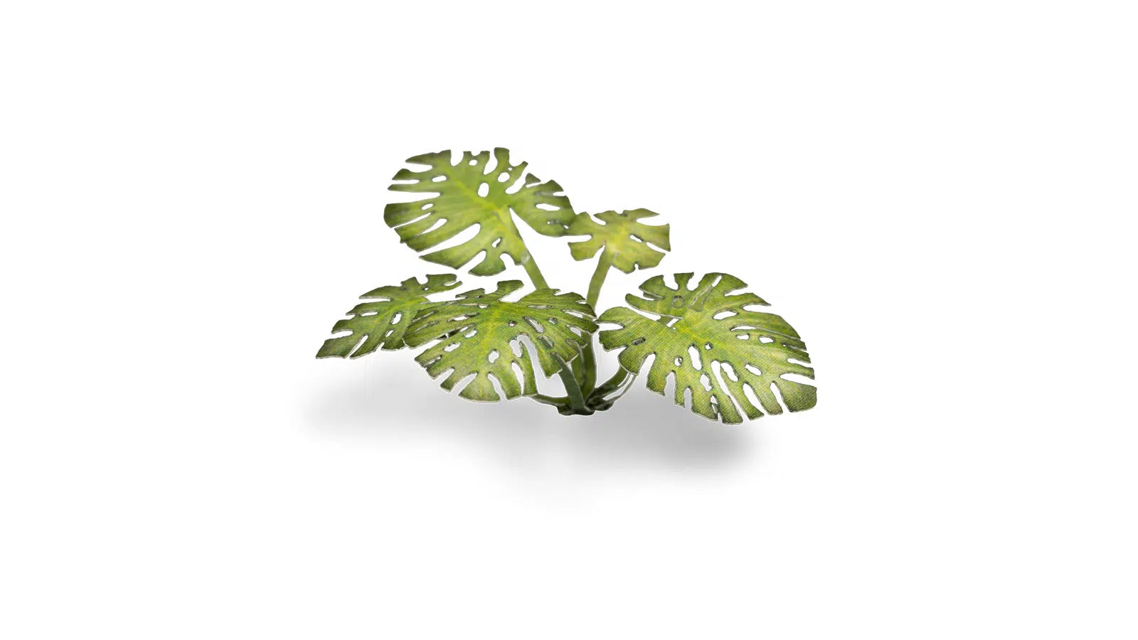 Gamers Grass Monstera